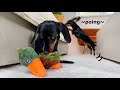 Dachshunds to a garden center| And our living room is getting a make-over.