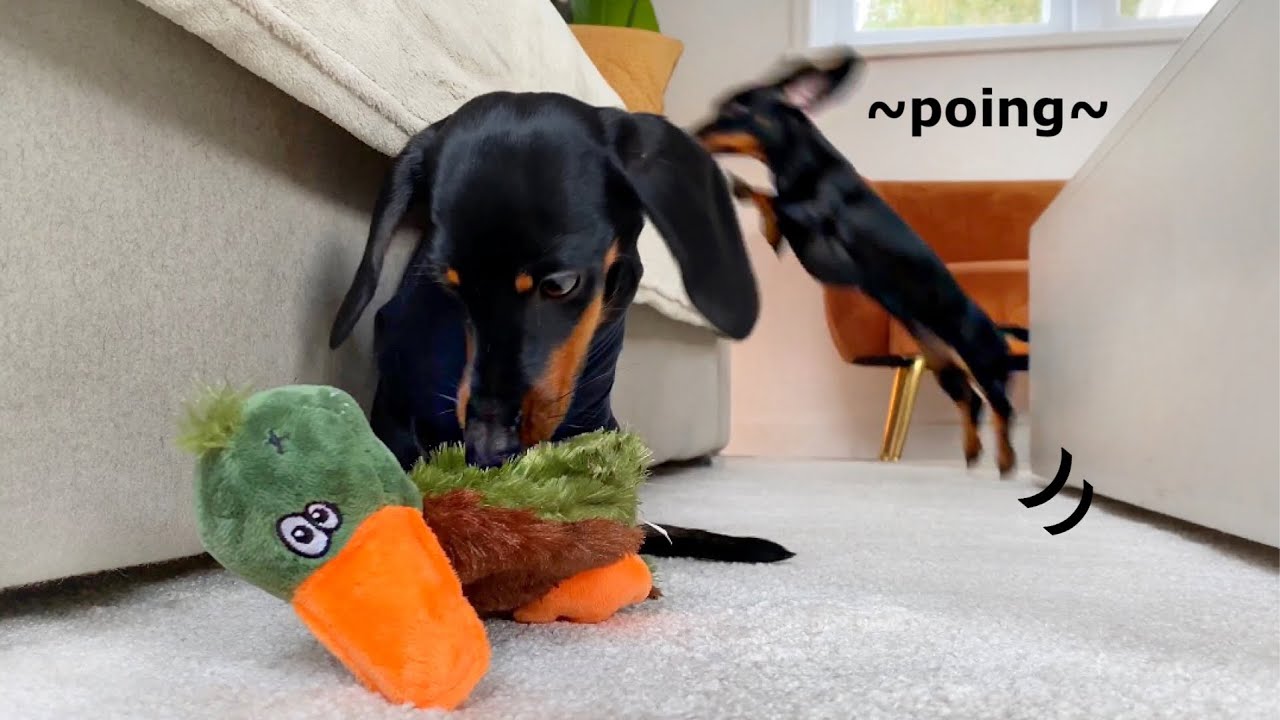 Dachshunds to a garden center And our living room is getting a make