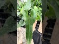 Anthurium Corong #shorts #kiengla #anthurium #anthuriumcorong #corong #plants #leaves #houseplants
