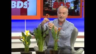 Secretos y cuidados de las CALAS DE COLORES por Alvaro Ruiz Moreno - YouTube