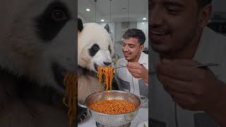 panda eating noodles