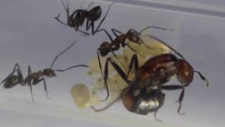 Camponotus nicobarensis, Ant species, a closer look