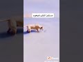 شاهد ردت فعل الكلب مضحك