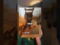 Random Cat Noise Turns Into Full TikTok Song🔥. #shorts #tiktok