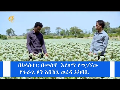 በክላስተር በመስኖ  እየለማ የሚገኘው የጉራጌ ዞን አበሽጌ ወረዳ አካባቢ