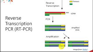 CH450 Chapter 5.1.3: DNA Synthesis Techniques