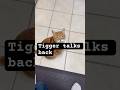 This cat talks back. #shorts