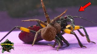 Which SPIDER Can DO THIS? ASSASSIN BUG And CRAB SPIDER【Live Feeding】 by BICHOMANIA 20,119 views 3 months ago 8 minutes, 8 seconds