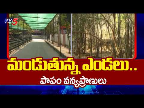 పాపం వన్యప్రాణులు | Wildlife Facing Problems Due To Water shortage in Forest | Summer Effect | Tv5 - TV5NEWS