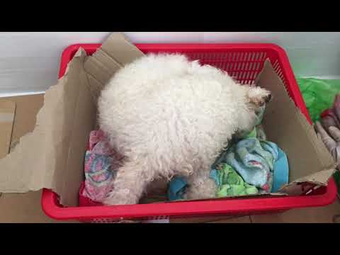 Video Kinh nghiệm đỡ đẻ cho chó Poodle tại nhà - youtube