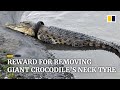 Indonesia offers reward to anyone who can remove tyre from giant crocodile