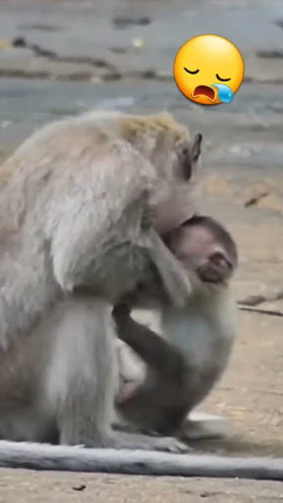 Macaco-prego participa de aula em faculdade e viraliza na web; vídeo