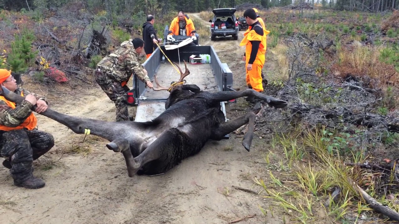 Hmong Canada Ontario Moose Hunting 2016 YouTube