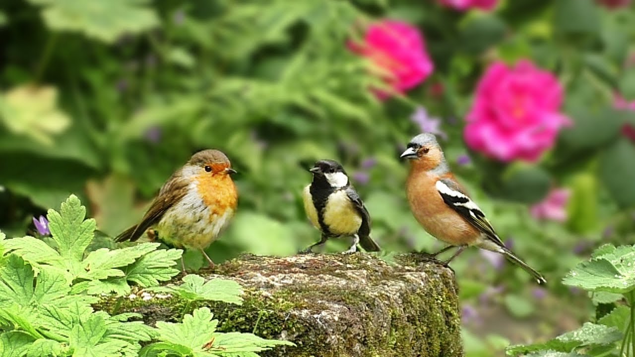 Videos for Cats to Watch : Birds in The Rose Garden - YouTube