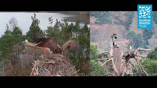 Battle For The Nest - Loch Of The Lowes Webcam 2026