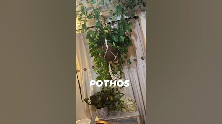 What’s the best #houseplant for beginners? MY TOP 3 PICKS!!