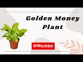 Golden money plant