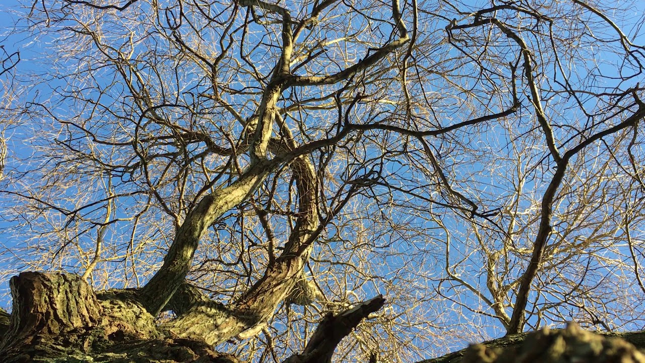 Golden weeping willow - canopy - January 2020 - YouTube