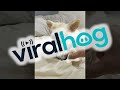 Pino Doesn&#39;t Want to Part with Favorite Yogurt || ViralHog