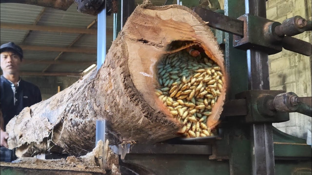 The process of sawing teak wood with fine and appealing grains. - YouTube
