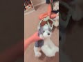 EVERYBODY DO THE FLOP! #plush #funny #comedy #everybodydotheflop #cute