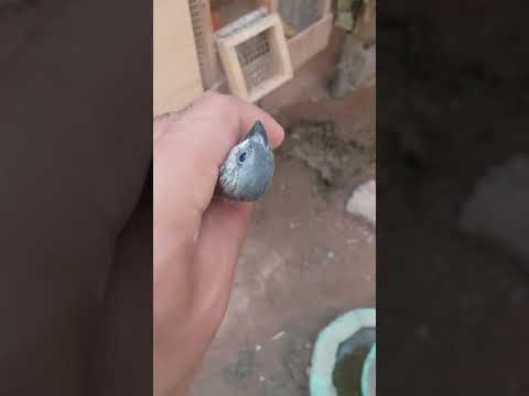 ماشاء الله من اجمل طفرات الجاوه الاسود الطوخ