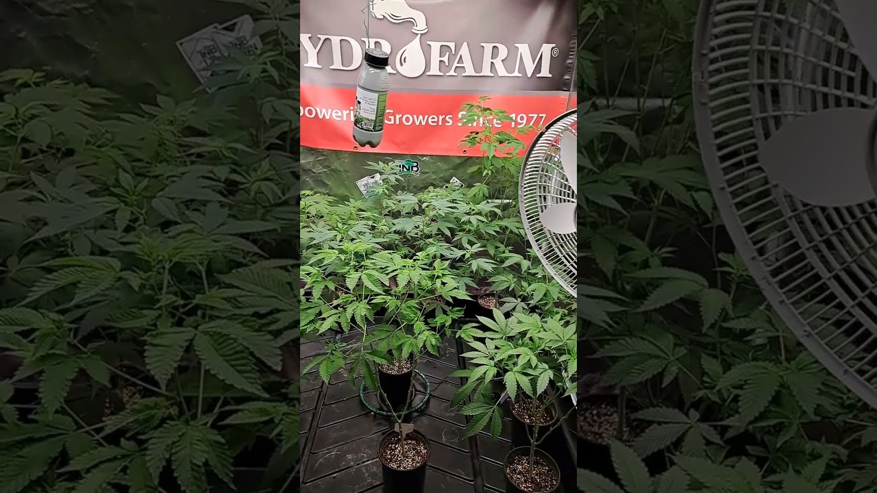 Emoneys Cash - indoor @TNBNaturals sponsored grow