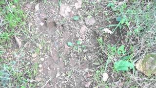 Day in the woods - Betlehem of Galily