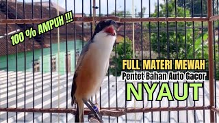 burung cendet gacor JITU BONGKAR MATERI PANCINGAN CENDET AGAR BUNYI jadikan BURUNG PENTET GACOR DORR