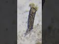 Rotifer Feeding 🔬 | POCO + SVBONY