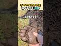 ぷにぷにのクマの足を触りすぎた結果