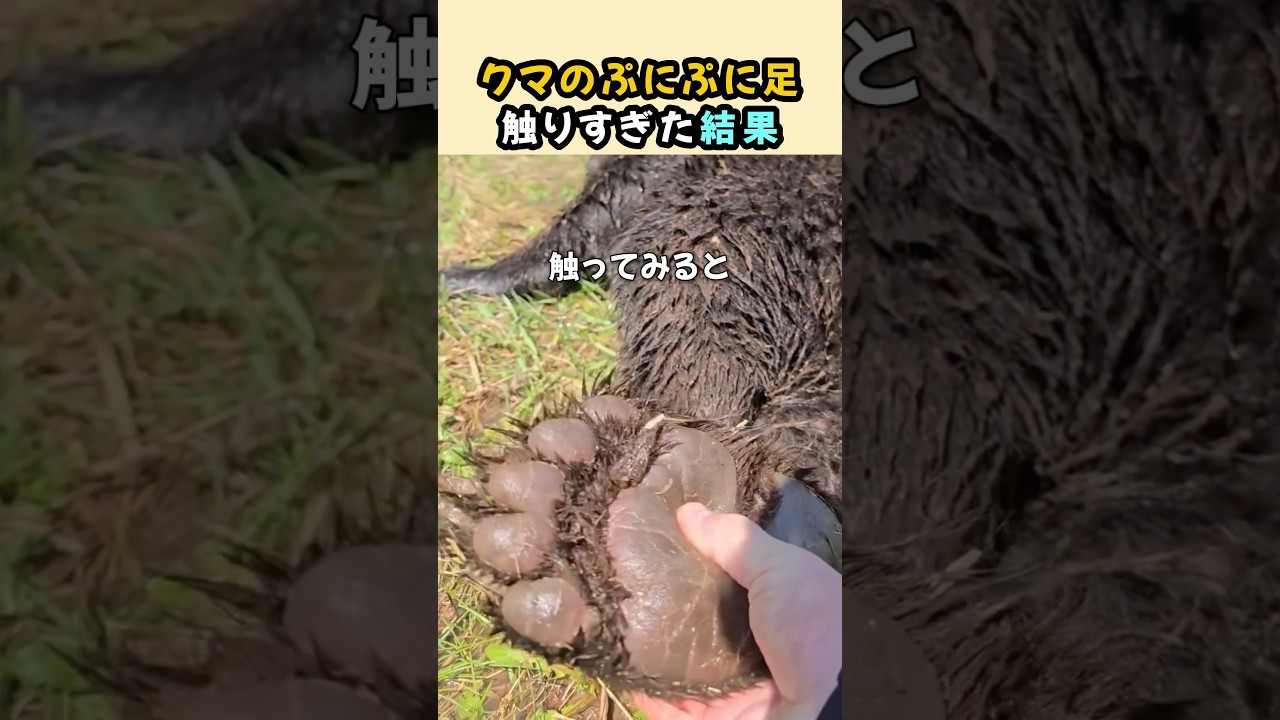 ぷにぷにのクマの足を触りすぎた結果
