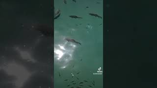 Tiktok Balıklıgöl