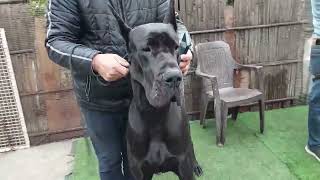 Gaint Great Dane Kennel of India || 100 Kg Dog #greatdane #Reels