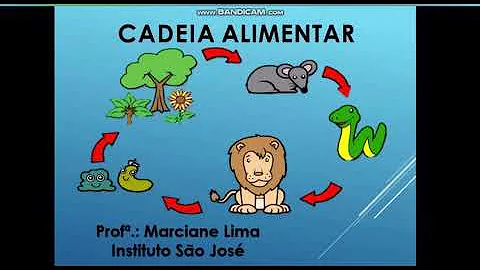 O que representa a seta no desenho representativo das cadeias e teias alimentares?