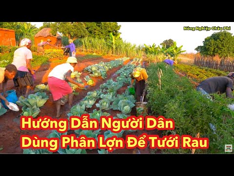 (Tập 119) Nông Nghiệp VIỆT NAM ở Châu Phi || Hướng Dẫn Người Dân Dùng Phân Lợn Để Tưới Rau