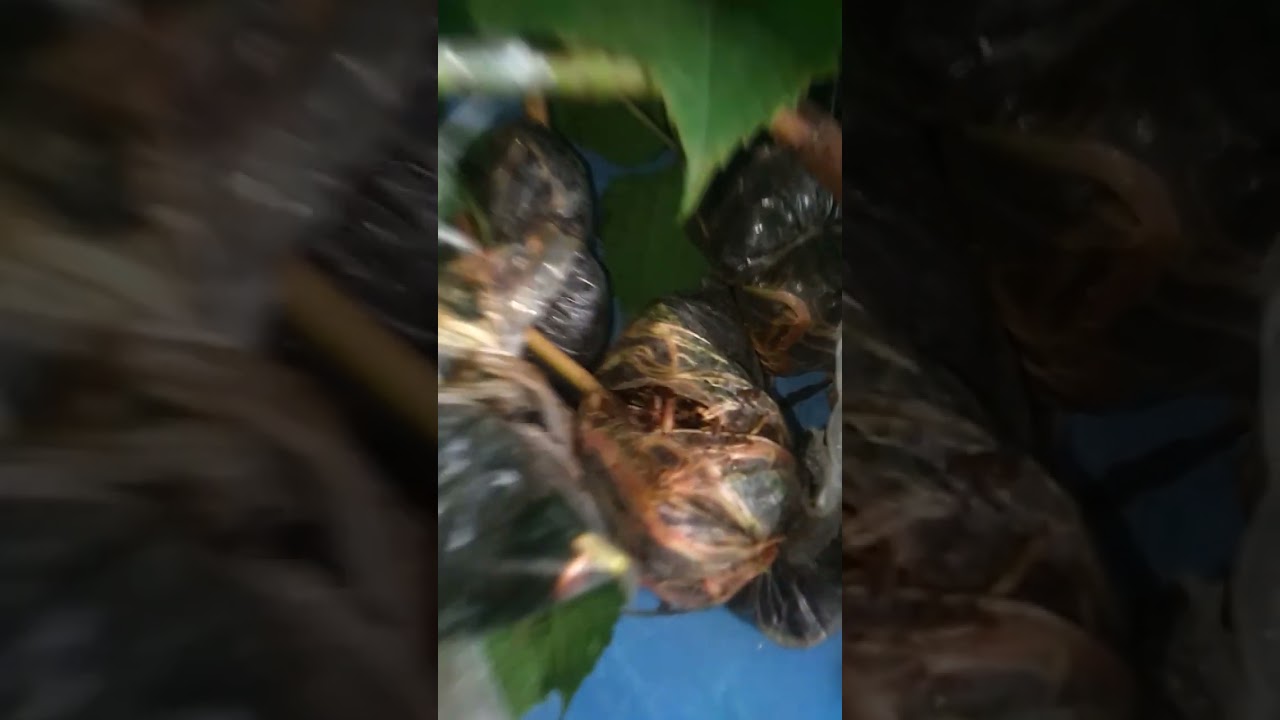 PANEN FRESS CANGKOK ROOTSTOCK IAC 572