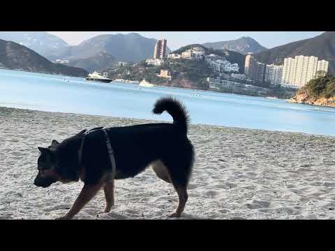 Fuffy on beach South Bay🇭🇰 #dog #beach #Ofw