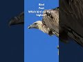 Ruppell's vulture #science #nature #facts
