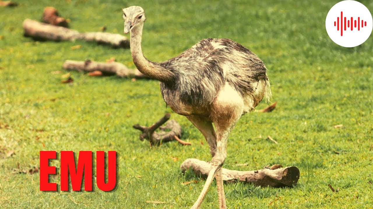 Emu. Odgłosy Jakie wydaje Emu. Dźwięki jakie wydaje Emu. Jak Robi Emu ...