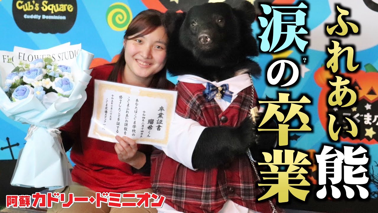 希少カリモク 未開封未使用 au 当選景品 金ちゃんの友だち小熊 30 