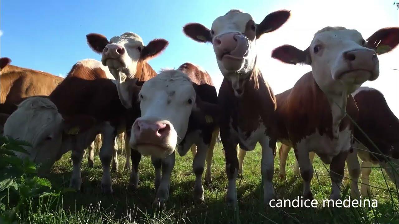 VACHE qui MEUGLE le cri de la VACHE YouTube