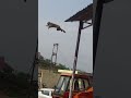 Monkey jump 😱😱🐒🐒🚀🚀🚀🚀😁🚀🚀🚀🚀#viral #trending #youtubeshorts