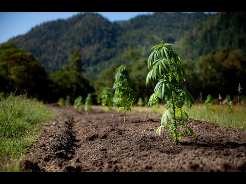 Organic vs Salt-Based Nutrients for Your Cannabis Grow / Derek Gilman / Ganjier