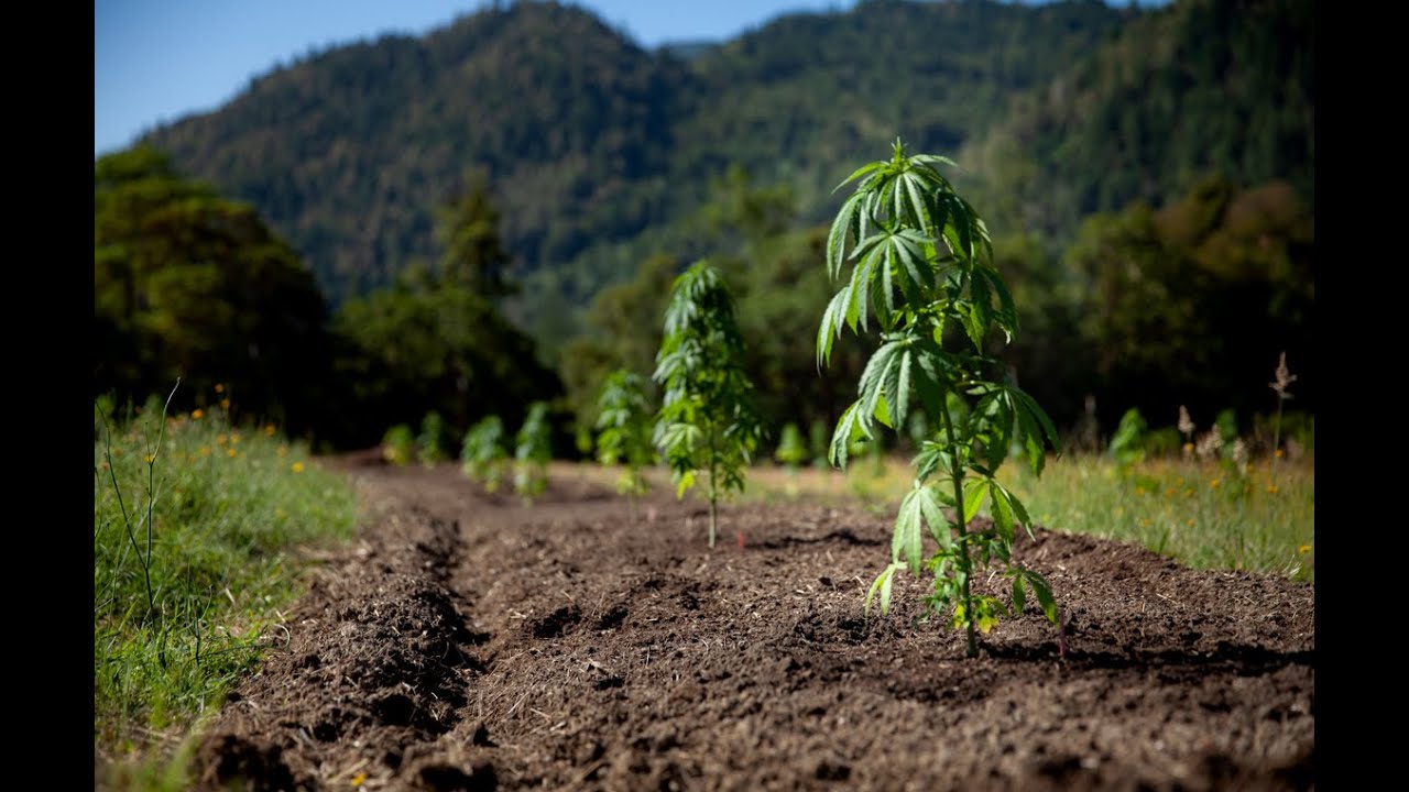 Органические и солевые удобрения для выращивания каннабиса / Дерек Гилман / Ганджиер