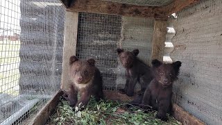 ЭТИ МЕДВЕЖАТА СКОРО ПОГИБНУТ! Поездка за Черемшой и в Центр Инстинкт.