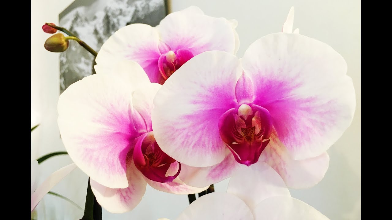 ❀ 4- HAUL 🌸 │Jardiland - Action ♡│ATTAQUE DE COCHENILLES 😱 & Orchidée  Gratuite 😚 - thptnganamst.edu.vn