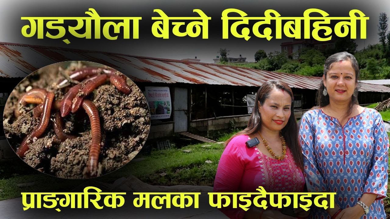 गड्यौला र मल उत्पादनमा लागिरहेका दिदीबहिनी, अग्र्यानिक बालीका लागि गड्यौला मल प्रभावकारी #advert