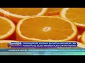 Safra 22/23 de laranja deve ser 20,53% maior no parque comercial citrícola de São Paulo
