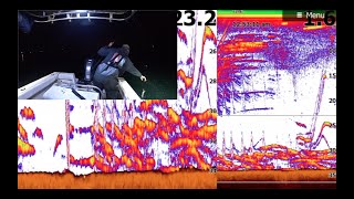How squid appear at Lowrance HDS Touch. W/subs